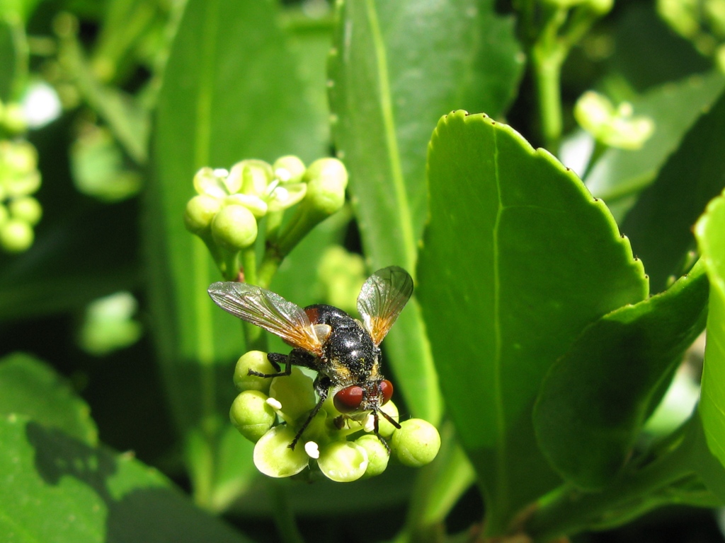 tachinidae da determinare?